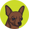 Chihuahuas Blog