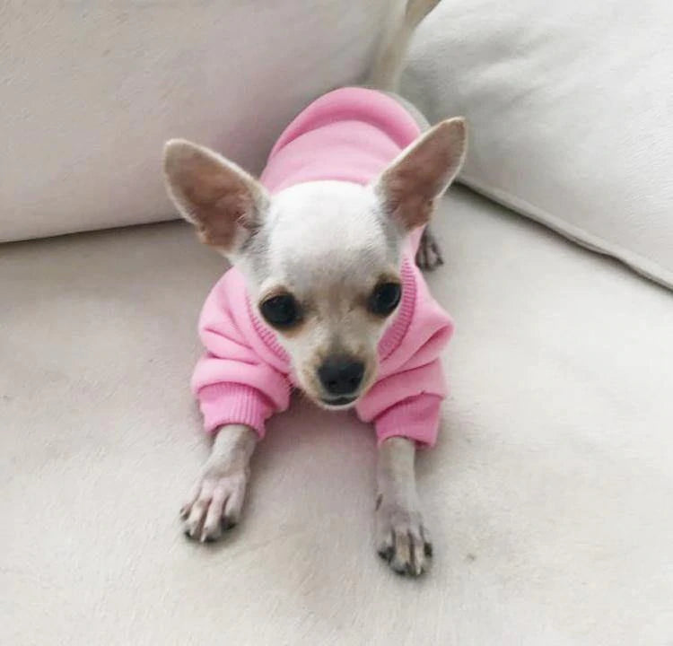 hoodie for chihuahua