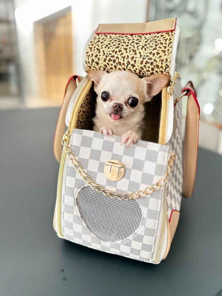 Chihuahua Accessories
