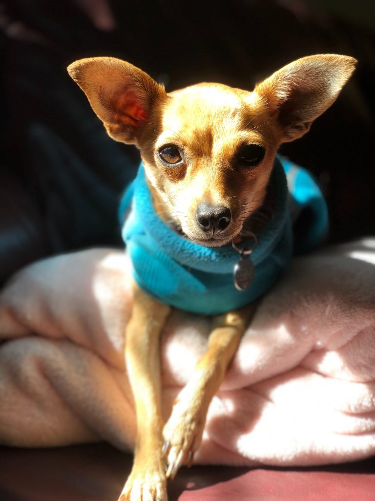 hypoglycemia in chihuahuas