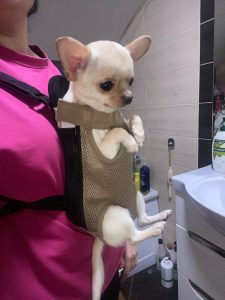 chihuahua carrier