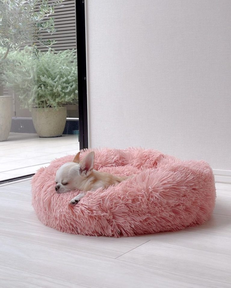 best chihuahua bed
