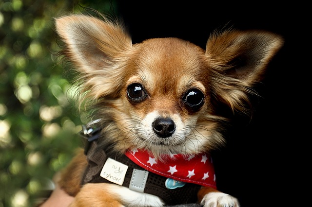chi dog with a harness
